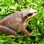 Southeastern Chorus Frog