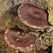 New Zealand Shiitake (Lentinula Novae-Zelandiae)