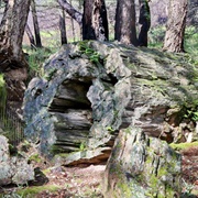 Calistoga Petrified Forest