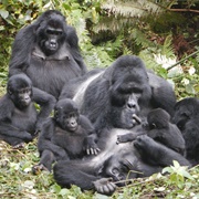 A Band of Gorillas