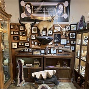 Darwin and Wallace: A Nature & Fossil Store