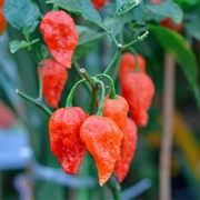 Ghost Peppers