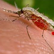 Common Malaria Mosquito