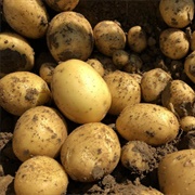 Gala Potato
