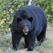 American Black Bear