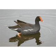 Moorhen