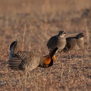 Prairie Chicken