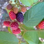 Mora Común (Rubus Adenotrichos)