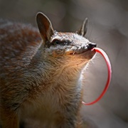 Numbat