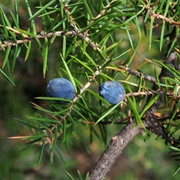Temple Juniper (Juniperus Rigida)