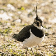 Lapwing