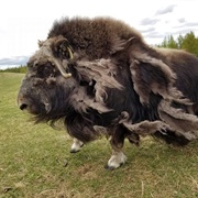 Musk Ox Farm