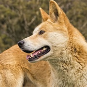 Dingo