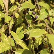 Lote Tree [HQ 34:16].