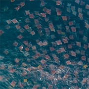 See a Cownose Ray Migration