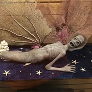 Discoversea Shipwreck Museum