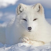Arctic Fox