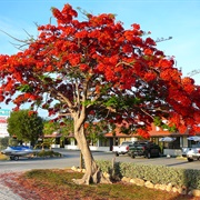Fire Tree