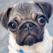 Pug