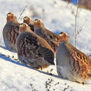 A Covey of Partridges