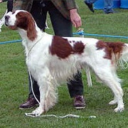 Groom an Irish Red and White Setter