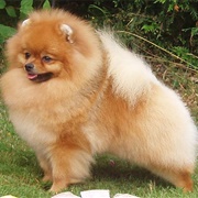 Get a Pomeranian