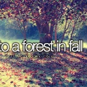 Go to a Forest in Fall
