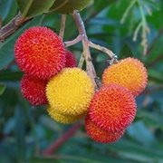 Strawberry Tree Fruit (Arbutus Unedo)