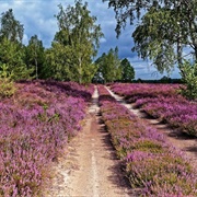Niederlausitzer Heidelandschaft