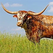 Texas Longhorn