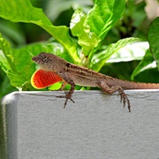 Brown Anole