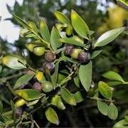 Asian Bayberry (Nageia Nagi)