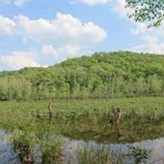 Zaleski State Forest