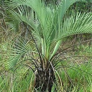 Butia Matogrossensis