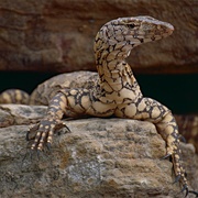 Perentie