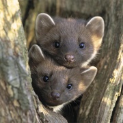 Pine Marten