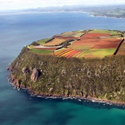 Table Cape, TAS