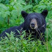 Wolf Creek Wildlife Management Area (Morgan County)