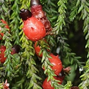 Rimu (Dacrydium Cupressinum)