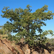 Wild Peach (Terminalia Hadleyana)