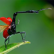 Giraffe Weevil