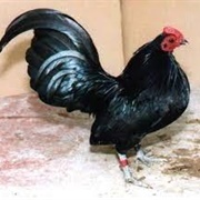 Black OEG Bantam
