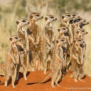 Meerkat