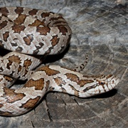 Prairie Kingsnake