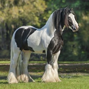 Gypsy Gold Horse Farm