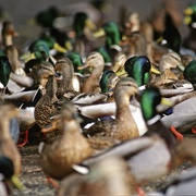 A Sord of Mallards