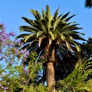 Dominguez Palm Tree