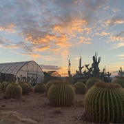 Cactus Joe's Blue Diamond Nursery