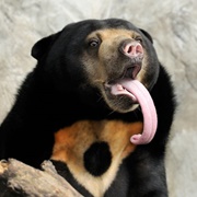 Sun Bear