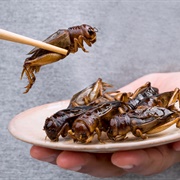 Eat Insects